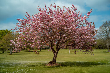 Fototapeta premium Flowering tree of Japanese sakura in a park during spring time.