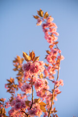 Close up on Beautiful cherry blossom sakura during spring time,  Glowing sunset light.