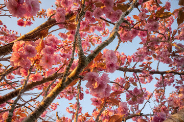 Close up on Beautiful cherry blossom sakura during spring time,  Glowing sunset light.