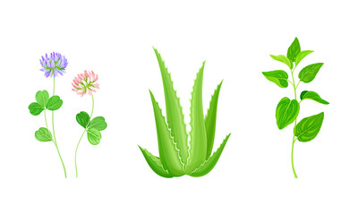 Medicinal herbs and wildflowers. Wild meadow herbs and grasses set vector illustration
