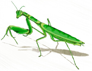 Mantide religiosa