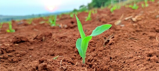 Corn seedlings with sunlight Thailand	