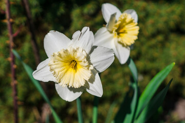 Beautiful flowers of daffodils narcissus , garden, nature, spring, close-up, selective focus.
