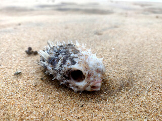  Skull of the puffers fish on the beach side © Pacific Travellers