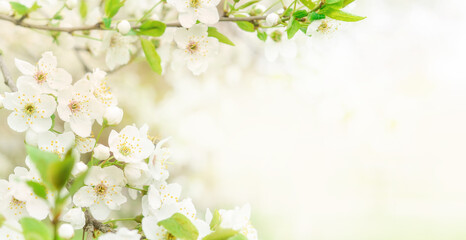 Beautiful branches of blossoming cherries. Beautiful abstract spring background.. Copy space