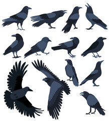 set of crows flat design , isolated on white background, vector