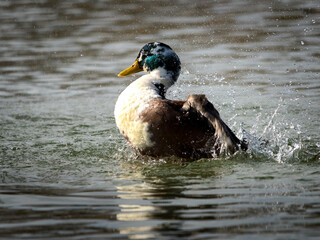  Mallard, Duck, Birds