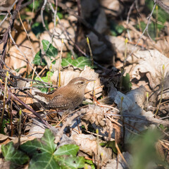  A wren on the forest floor