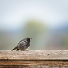  A beautiful Black Redstart, Phoenicurus ochruros, perching on a concrete post. It is hunting for insects to eat.