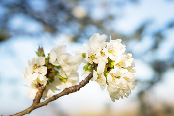  Close-up shot of beautiful cherry blossom isolated on blue