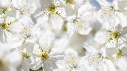 beautiful cherry blossom tree background