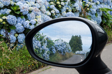 reflet d'hortensias dans le miroir d'un rétroviseur sur une route aux Açores