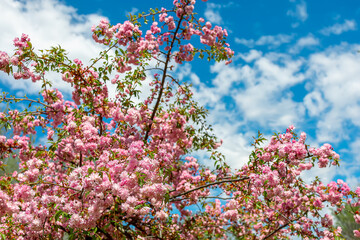sakura branches with pink flowers in spring in the park
