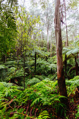 La La Falls in Warburton Australia