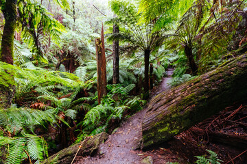 La La Falls in Warburton Australia