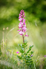 Beautiful wildflowers in the springtime (Dictamnus albus)