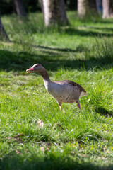 Beautiful goose portrait in a meadow