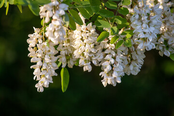 Branch of white acacia flowers on the tree