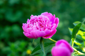 Pink flowers peonies flowering on background pink peonies. Peonies garden.