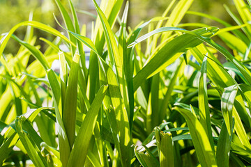 green spring bright grass