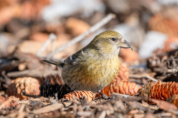 Crossbill bird on ground in winter