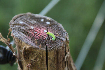 Grüne Raupe auf einem Holzpfosten
