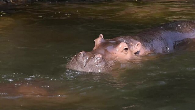 Two hippos resting on the surface of the water happy gesture.