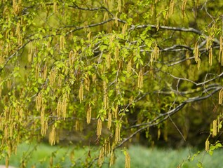Betula lenta, sweet birch, also known as black birch or cherry birch. Betulaceae family. Hanover...