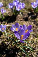Purple blooming crocuses in a clearing closeup. Beautiful flowers in a flowerbed in the park	