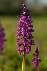 Orchis mascula - Male Orchid - Orchis mâle