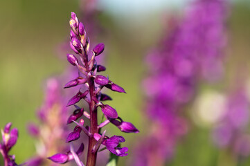 Orchis mascula - Male Orchid - Orchis mâle