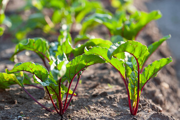 Seedlings of beets in a greenhouse in the garden.Selective focus