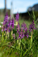 Orchis mascula - Male Orchid - Orchis mâle