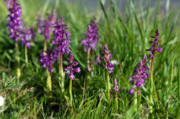 Obraz premium Orchis mascula - Male Orchid - Orchis mâle