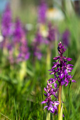 Orchis mascula - Male Orchid - Orchis mâle