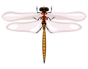 Dragonfly insect beetle vector illustration
