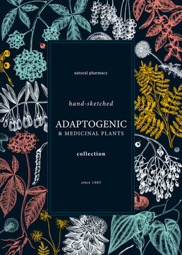 Botanical card design with hand-sketched adaptogenic and medicinal  herbs, weeds, berries, leaves. Adaptogenic plants vector illustration on . Perfect for label, packaging, banner.