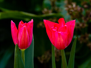 Tulip Time