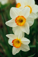 The first spring flowers. Flowerbed with white and yellow daffodil flowers
