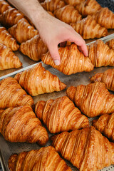 Hand takes fresh golden French croissant from the baking sheet. Fresh classic pastries. High quality photo