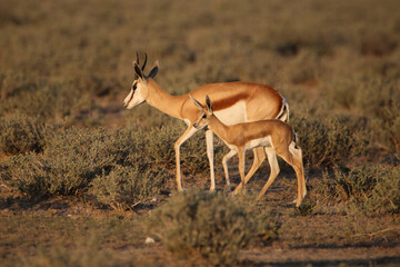 Springbok with lamb, Etosha National Park, Namibia