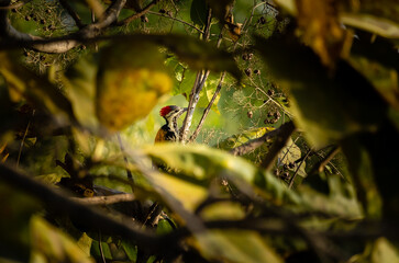 Indian wood pecker