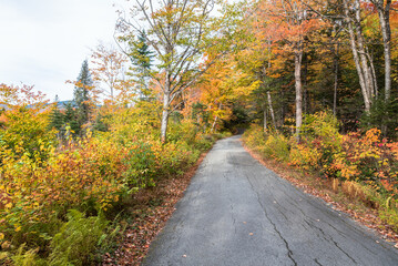 Fototapeta na wymiar Narrow forest road in the mountains on a cloudy autumn day. Stunning fall foliage.