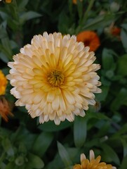 macro photo of orange dahlia flower