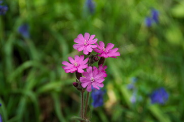 purple flowers in the garden