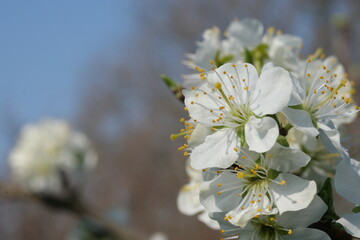 White flowers tree blossom macro, selective focus. Spring blossom, tree branches in white flowers, blooming fruit plants. White Cherry blossoms.