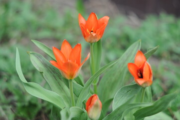 red tulips