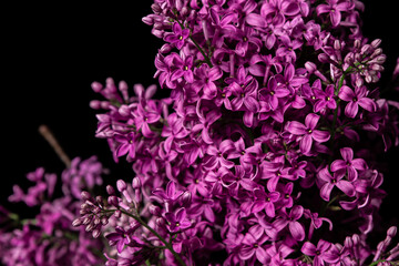 Lilac on a black background. Spring purple flowers. Lilac flowers close up - Powered by Adobe