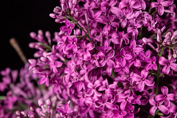 Lilac on a black background. Spring purple flowers. Lilac flowers close up