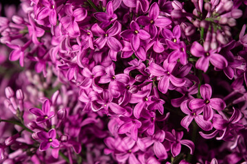 Fototapeta na wymiar Lilac on a black background. Spring purple flowers. Lilac flowers close up